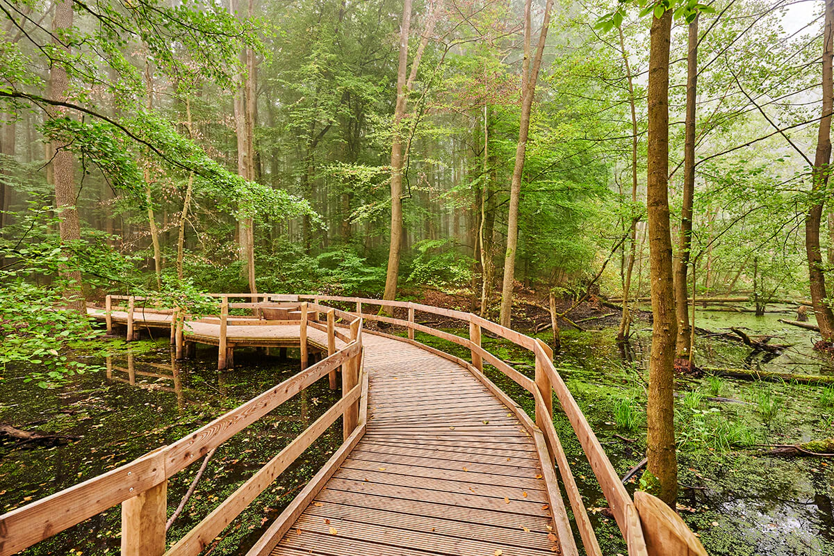 Jungle in the heart of Thuringia – the National Park Hainich. Photo: Thüringer Tourismus GmbH Jungle in the heart of Thuringia – the National Park Hainich.